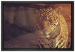 Anmutiger Leopard auf Leinwandbild gerahmt Größe 60x40