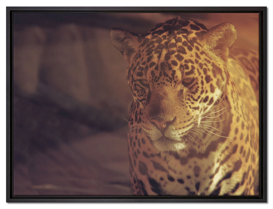 Anmutiger Leopard auf Leinwandbild gerahmt Größe 80x60