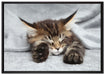 Kleines süßes Kätzchen auf Leinwandbild gerahmt Größe 100x70