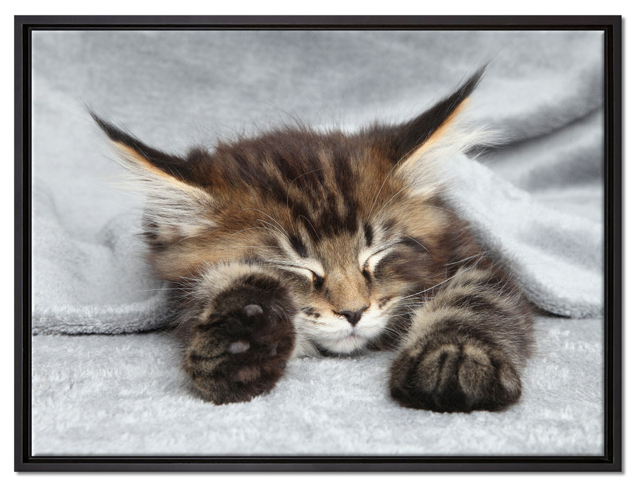 Kleines süßes Kätzchen auf Leinwandbild gerahmt Größe 80x60