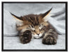 Kleines süßes Kätzchen auf Leinwandbild gerahmt Größe 80x60