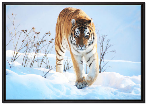 Stolzer Tiger im Schnee auf Leinwandbild gerahmt Größe 100x70