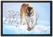 Stolzer Tiger im Schnee auf Leinwandbild gerahmt Größe 60x40