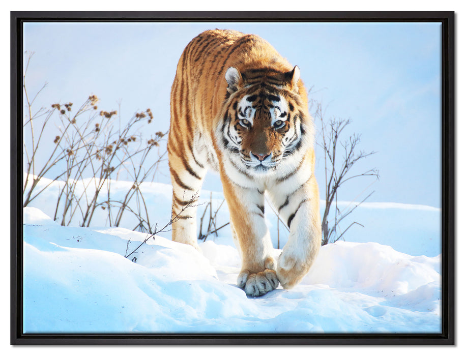 Stolzer Tiger im Schnee auf Leinwandbild gerahmt Größe 80x60