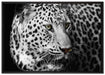 Stolzer Leopard auf Leinwandbild gerahmt Größe 100x70