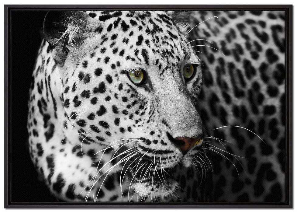 Stolzer Leopard auf Leinwandbild gerahmt Größe 100x70