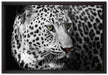 Stolzer Leopard auf Leinwandbild gerahmt Größe 60x40