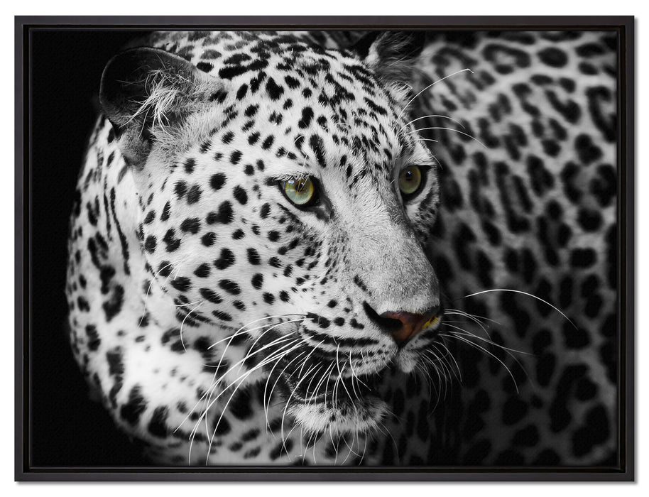 Stolzer Leopard auf Leinwandbild gerahmt Größe 80x60