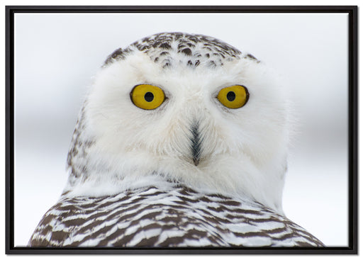 Wachsame Schnee Eule auf Leinwandbild gerahmt Größe 100x70