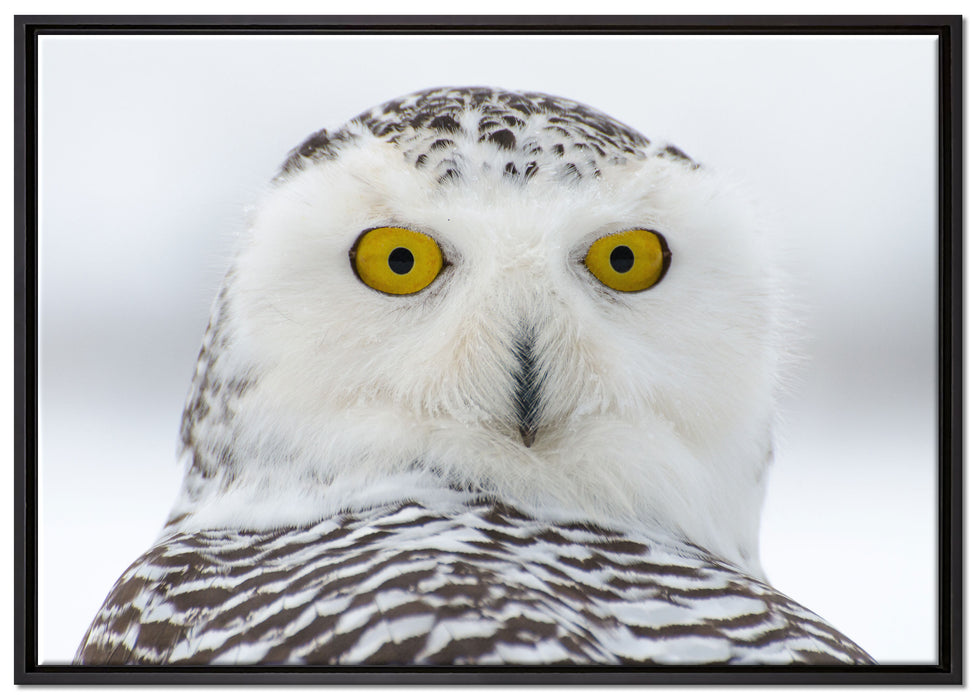 Wachsame Schnee Eule auf Leinwandbild gerahmt Größe 100x70