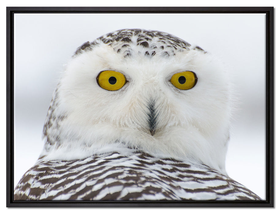 Wachsame Schnee Eule auf Leinwandbild gerahmt Größe 80x60