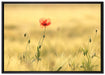 Wunderschöne Mohnblume im Feld auf Leinwandbild gerahmt Größe 100x70