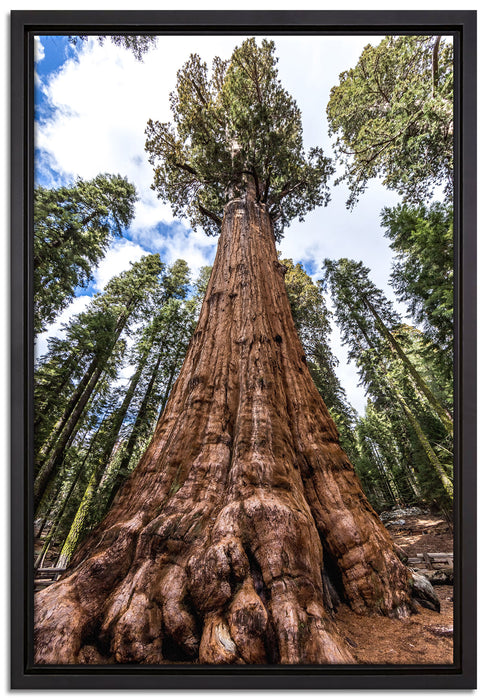 Baum im Regenwald auf Leinwandbild gerahmt Größe 60x40