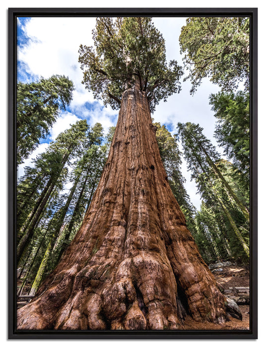 Baum im Regenwald auf Leinwandbild gerahmt Größe 80x60