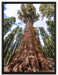 Baum im Regenwald auf Leinwandbild gerahmt Größe 80x60