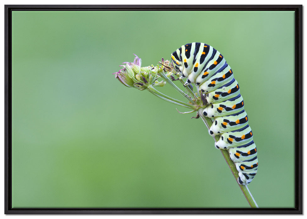 Kleine niedliche Raupe auf Leinwandbild gerahmt Größe 100x70