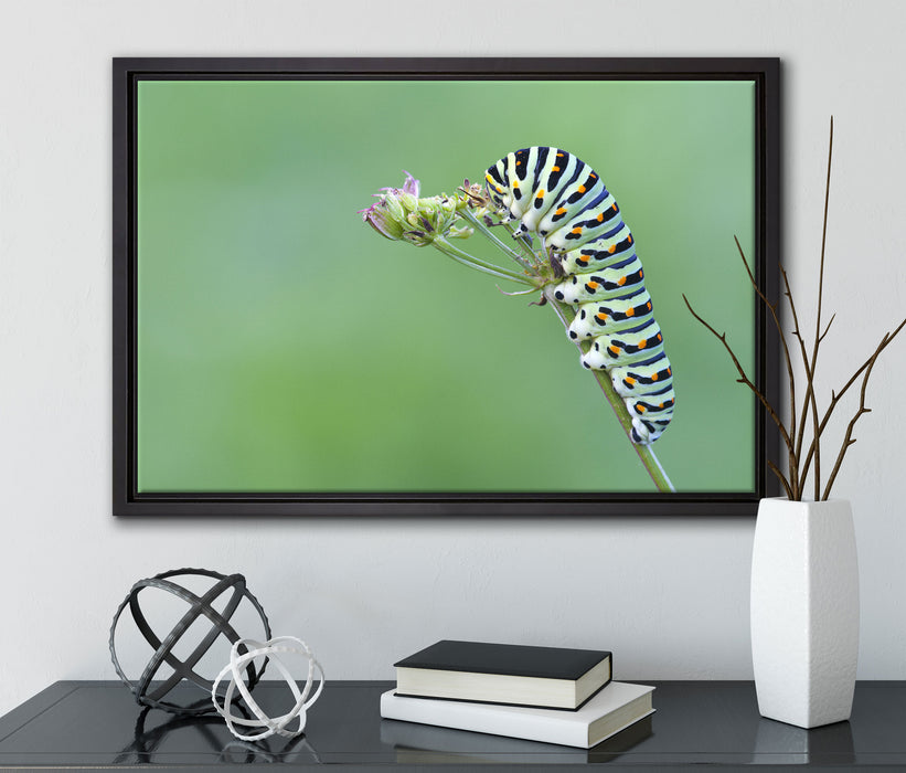 Kleine niedliche Raupe auf Leinwandbild gerahmt mit Kirschblüten