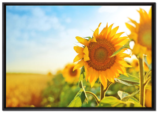 Strahlendes Sonnenblumenfeld auf Leinwandbild gerahmt Größe 100x70