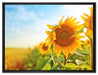 Strahlendes Sonnenblumenfeld auf Leinwandbild gerahmt Größe 80x60