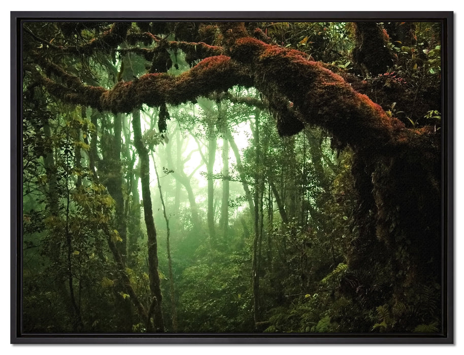 Geheimnisvoller Regenwald auf Leinwandbild gerahmt Größe 80x60