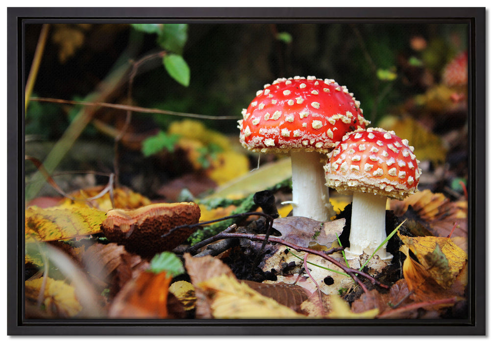 Pilz im Wald auf Leinwandbild gerahmt Größe 60x40