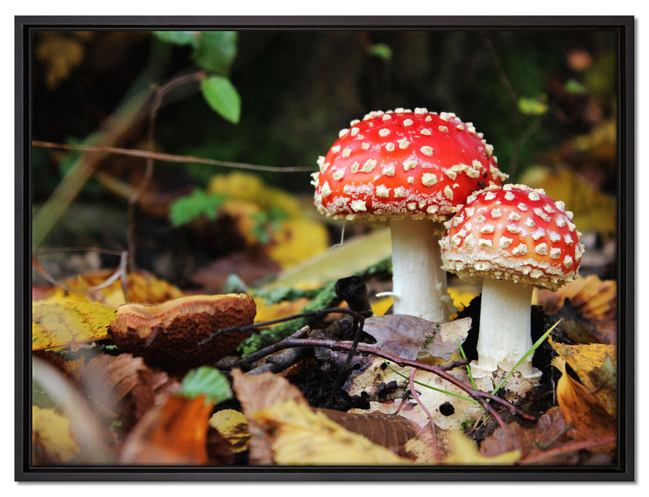 Pilz im Wald auf Leinwandbild gerahmt Größe 80x60