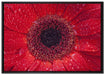 Wassertropfen auf roter Blüte auf Leinwandbild gerahmt Größe 100x70