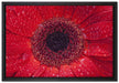 Wassertropfen auf roter Blüte auf Leinwandbild gerahmt Größe 60x40
