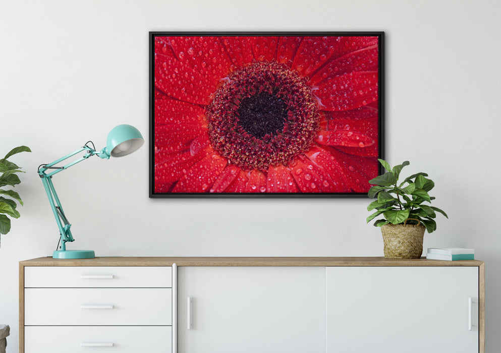 Wassertropfen auf roter Blüte auf Leinwandbild gerahmt verschiedene Größen im Wohnzimmer