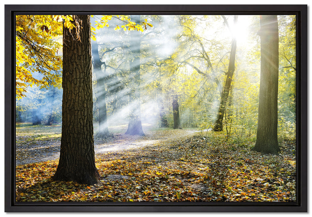 Sonnenstrahlen im Wald auf Leinwandbild gerahmt Größe 60x40