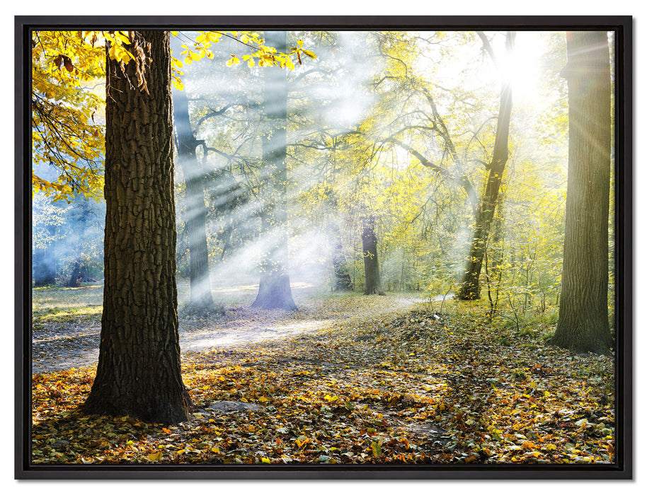 Sonnenstrahlen im Wald auf Leinwandbild gerahmt Größe 80x60