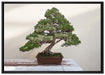 Bonsai Baum auf Leinwandbild gerahmt Größe 100x70