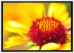 Blüte Nahaufnahme auf Leinwandbild gerahmt Größe 100x70