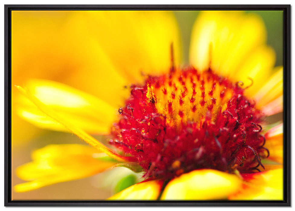 Blüte Nahaufnahme auf Leinwandbild gerahmt Größe 100x70