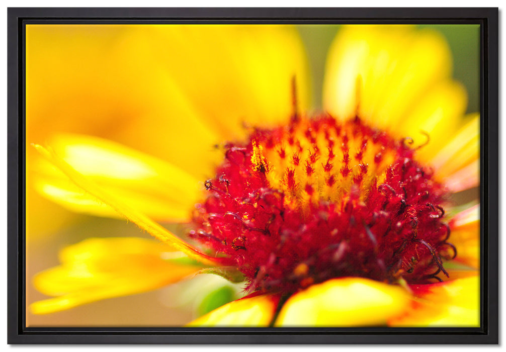 Blüte Nahaufnahme auf Leinwandbild gerahmt Größe 60x40