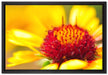 Blüte Nahaufnahme auf Leinwandbild gerahmt Größe 60x40