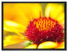 Blüte Nahaufnahme auf Leinwandbild gerahmt Größe 80x60