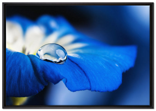 Wassertropfen auf blauer Blüte auf Leinwandbild gerahmt Größe 100x70