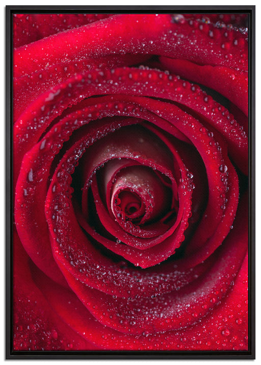 Rosenblüte Nahaufnahme auf Leinwandbild gerahmt Größe 100x70