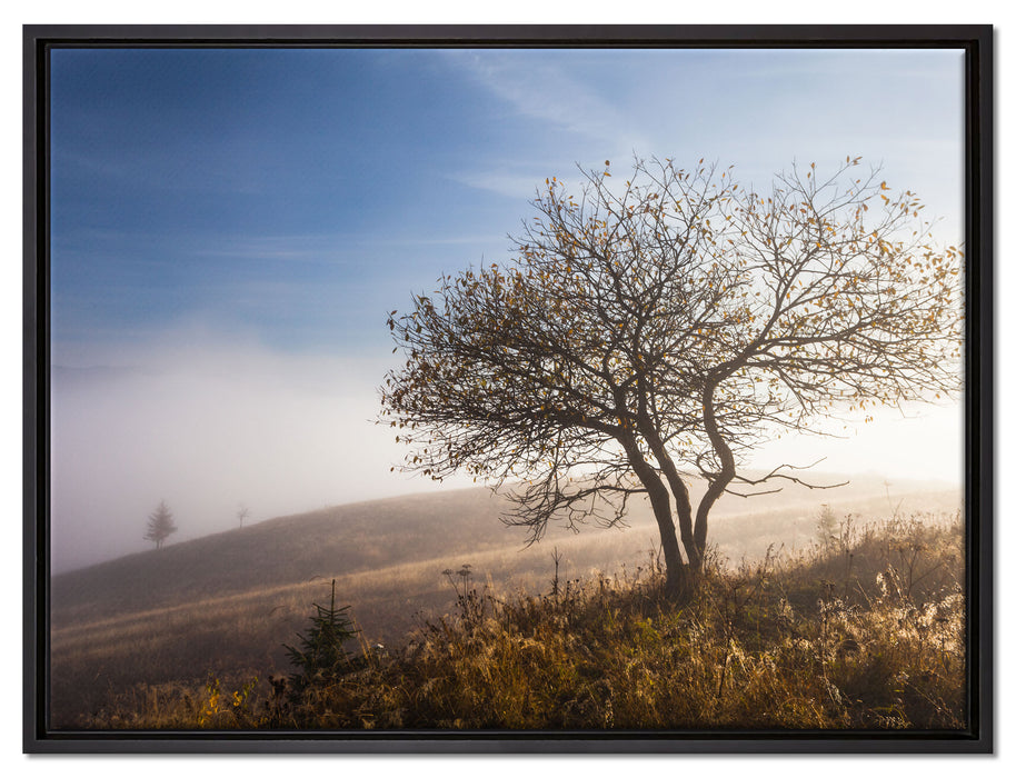 Baum im hohen Gras auf Leinwandbild gerahmt Größe 80x60