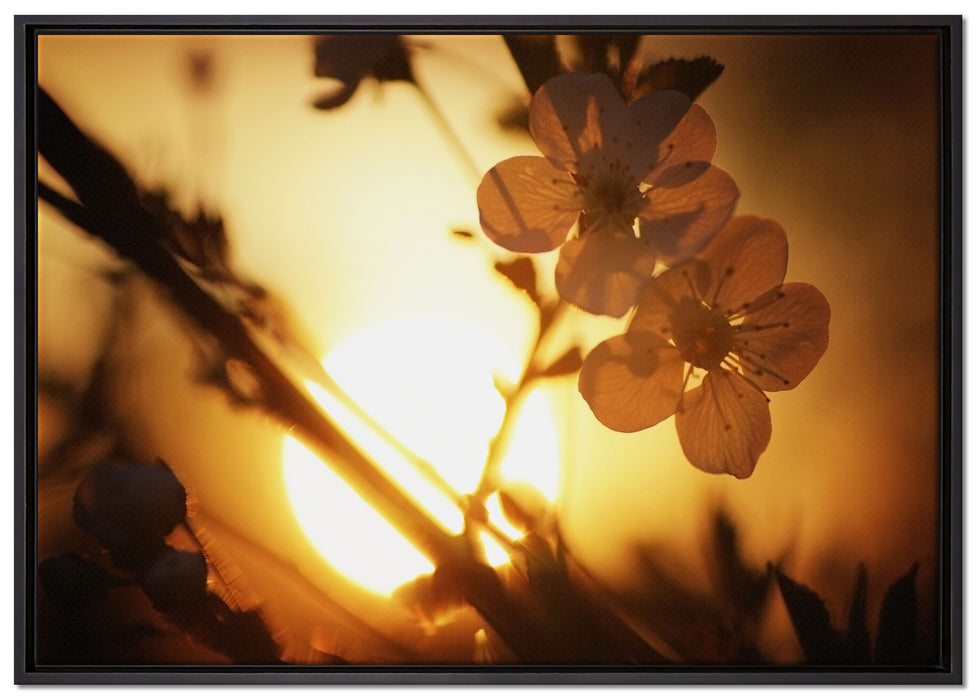 Blüten am Baum auf Leinwandbild gerahmt Größe 100x70