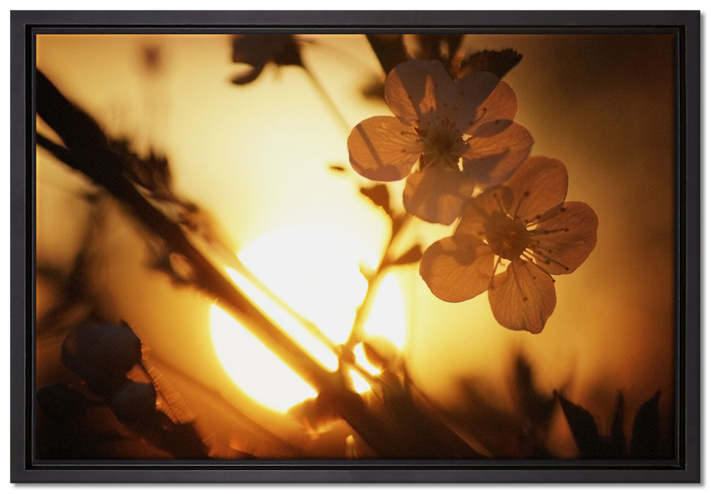 Blüten am Baum auf Leinwandbild gerahmt Größe 60x40