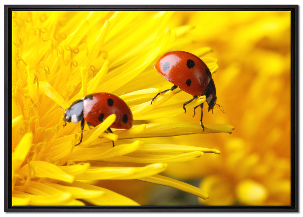 Marienkäfer Nahaufnahme auf Leinwandbild gerahmt Größe 100x70