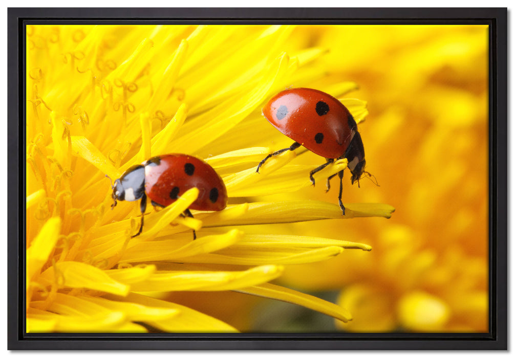 Marienkäfer Nahaufnahme auf Leinwandbild gerahmt Größe 60x40