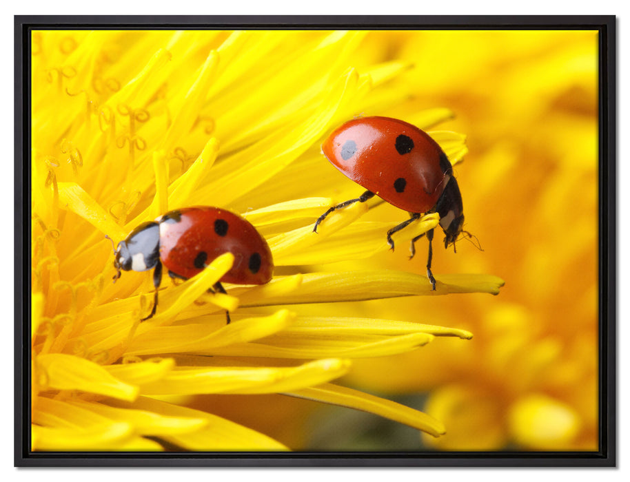 Marienkäfer Nahaufnahme auf Leinwandbild gerahmt Größe 80x60