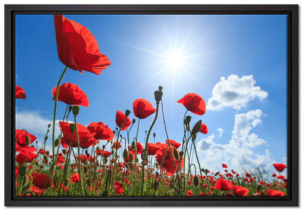Mohnblumen auf Leinwandbild gerahmt Größe 60x40