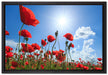Mohnblumen auf Leinwandbild gerahmt Größe 60x40