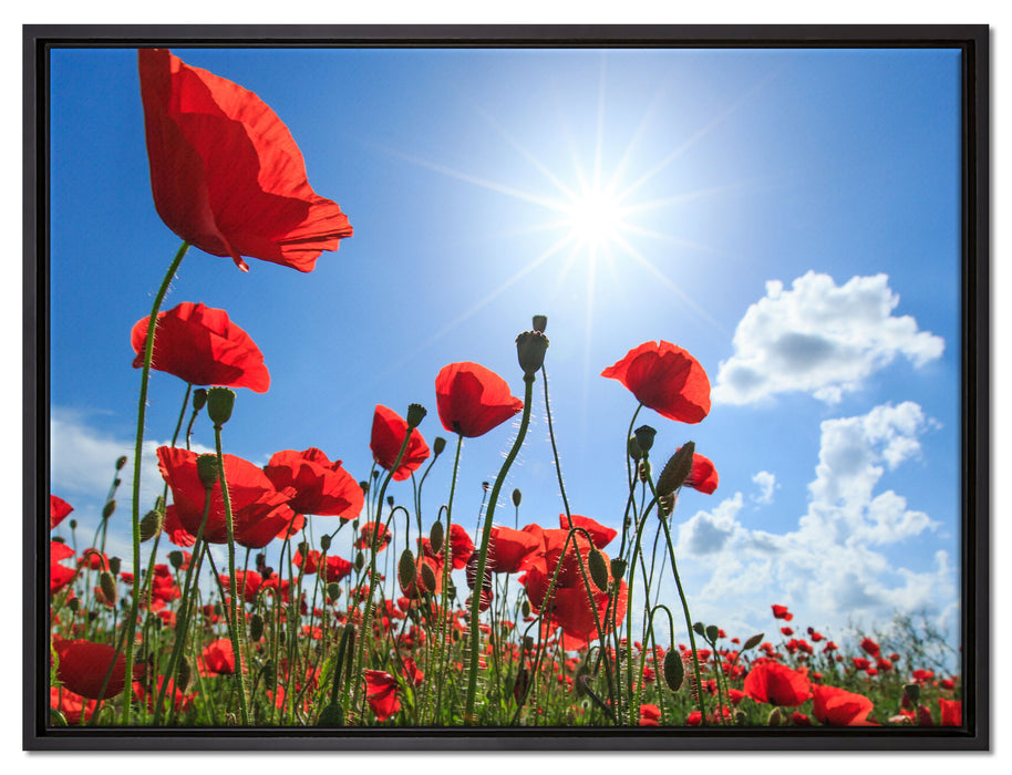 Mohnblumen auf Leinwandbild gerahmt Größe 80x60