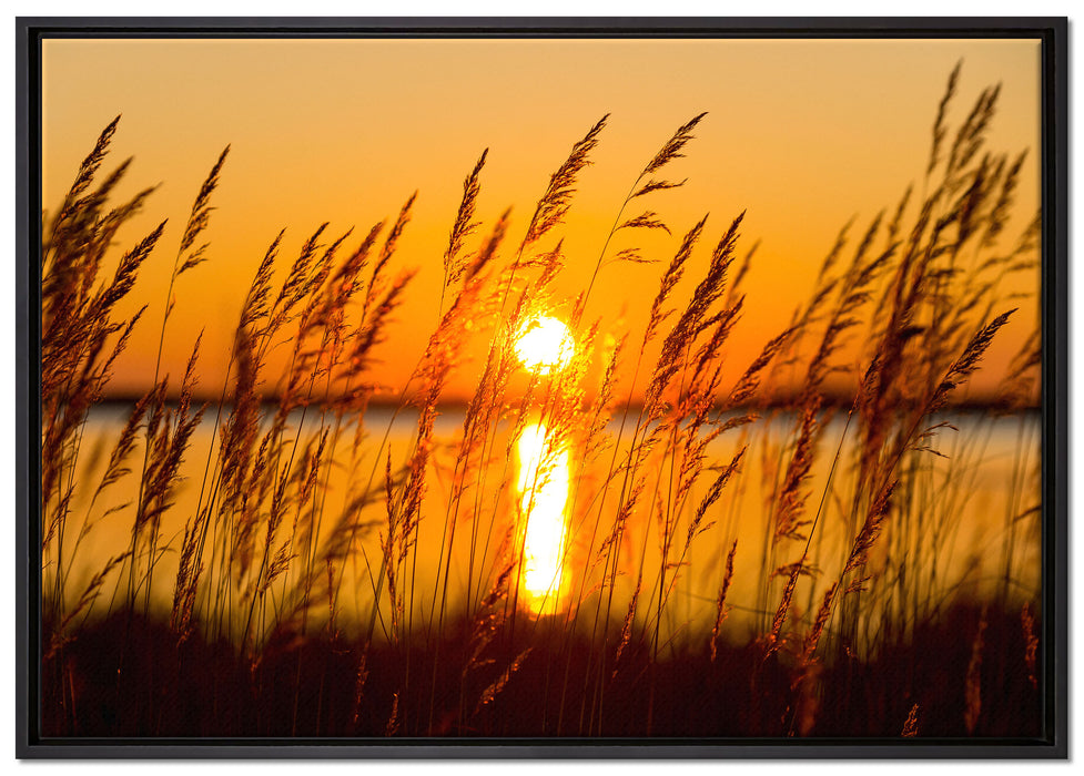 Sonne zwischen Gräsern auf Leinwandbild gerahmt Größe 100x70