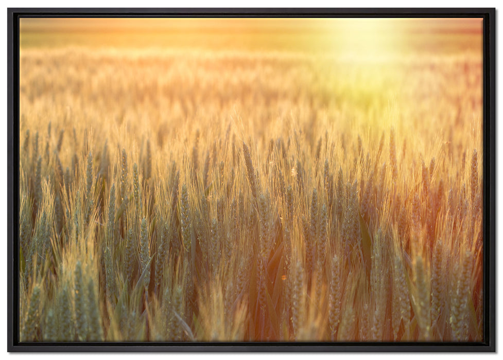 Getreidefeld auf Leinwandbild gerahmt Größe 100x70